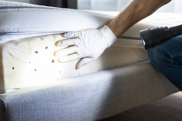 Best Wasp Removal Services  in Weaverville, NC
