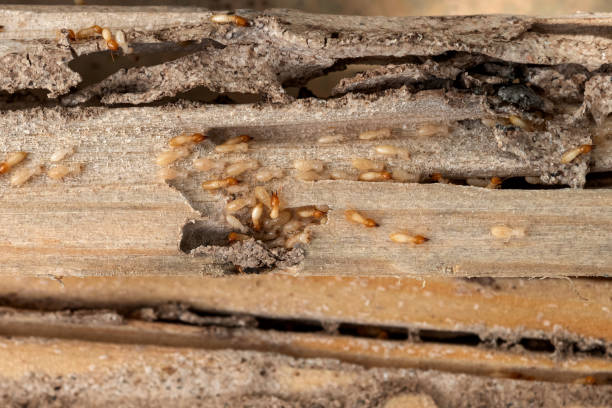 Best Wildlife Control Services  in Weaverville, NC
