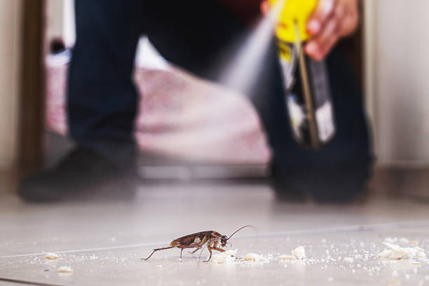 Best Flea Control Services  in Weaverville, NC