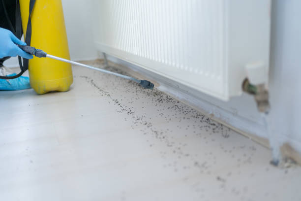 Best Mosquito Control Services  in Weaverville, NC