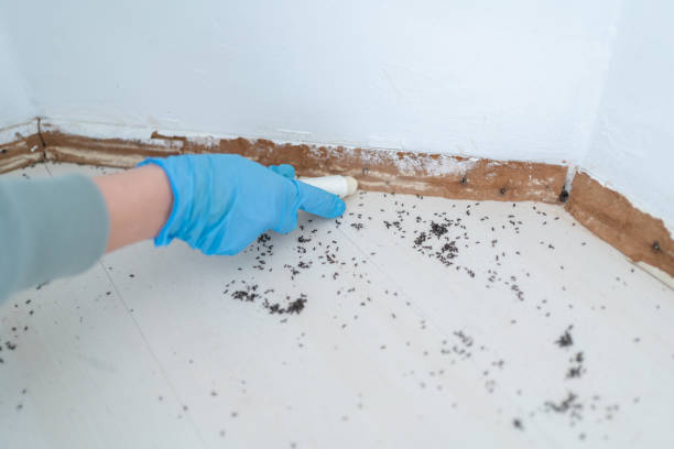 Best Affordable Pest Control Services  in Weaverville, NC