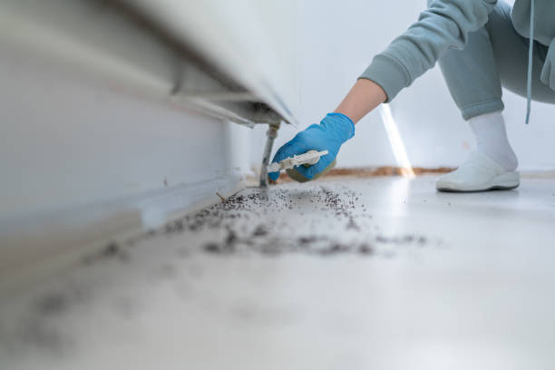 Reliable Weaverville, NC Pest Control Solutions